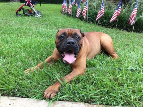 prestonwoodforestud july 4th parade 2016 109