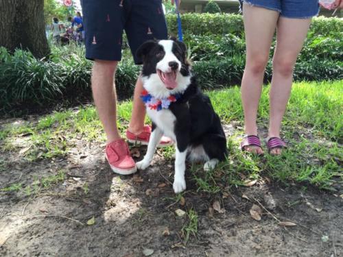 prestonwoodforestud july 4th parade 2016 162